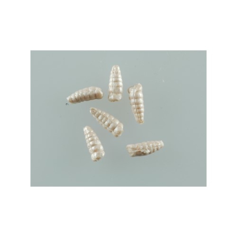 Berkley Gulp Alive Waxies|GAJWX-WH|GAJWX-CH|Waxies White|Waxies Chartreuse